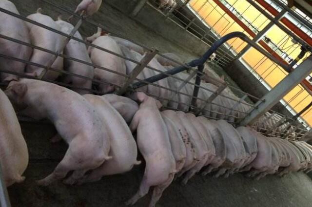 液態(tài)料線飼喂可縮短出欄時(shí)間